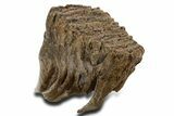 Fossil Woolly Mammoth Lower M Molar - Poland #337181-1